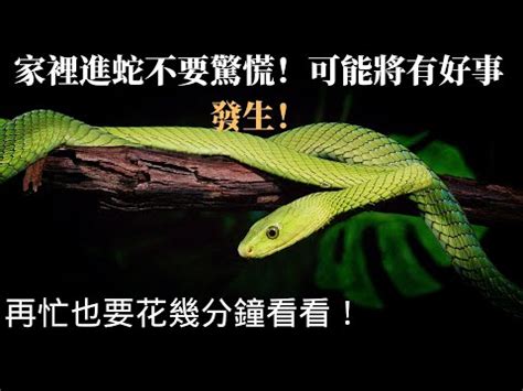 家裡有蛇 代表|為何家中見蛇？風水師揭秘原因